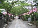 称名寺　参道の桜並木